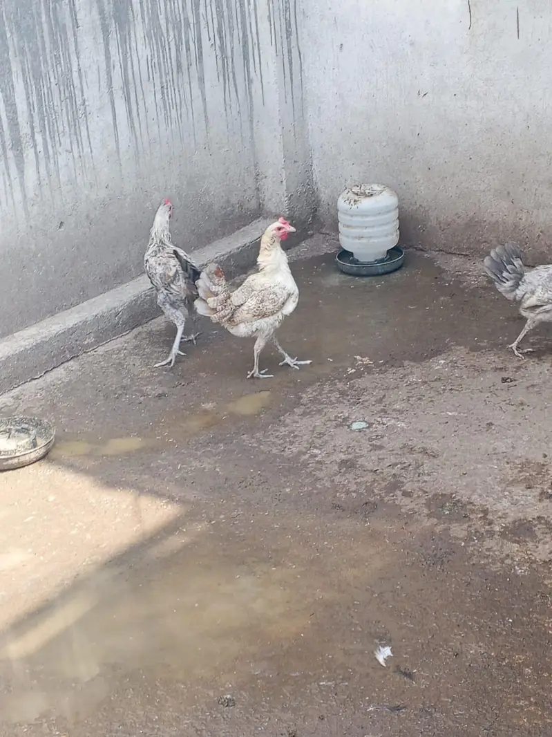 Misri 2 female 1 male — photo 5