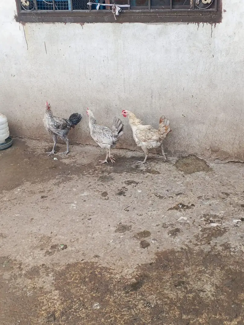 Misri 2 female 1 male — photo 6