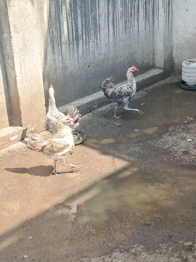 Misri 2 female 1 male — photo 7