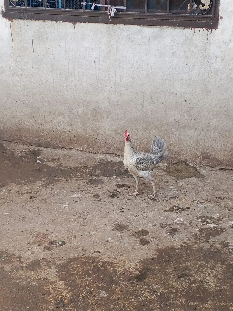 Misri 2 female 1 male — photo 10