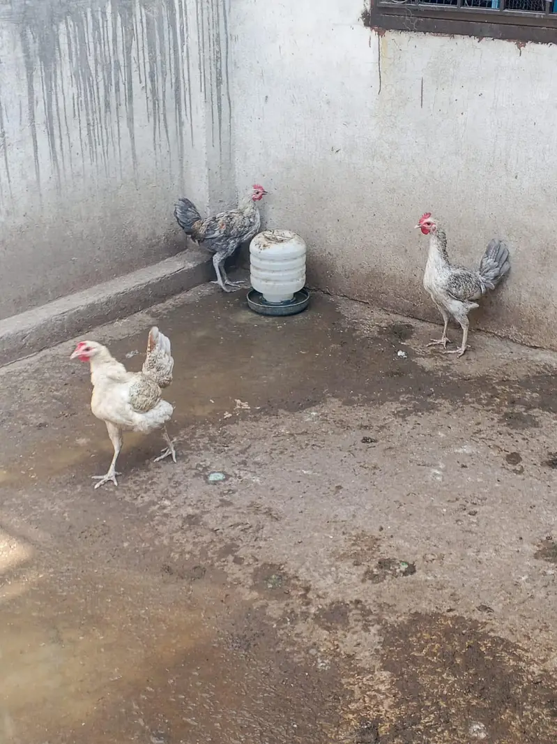 Misri 2 female 1 male — photo 11
