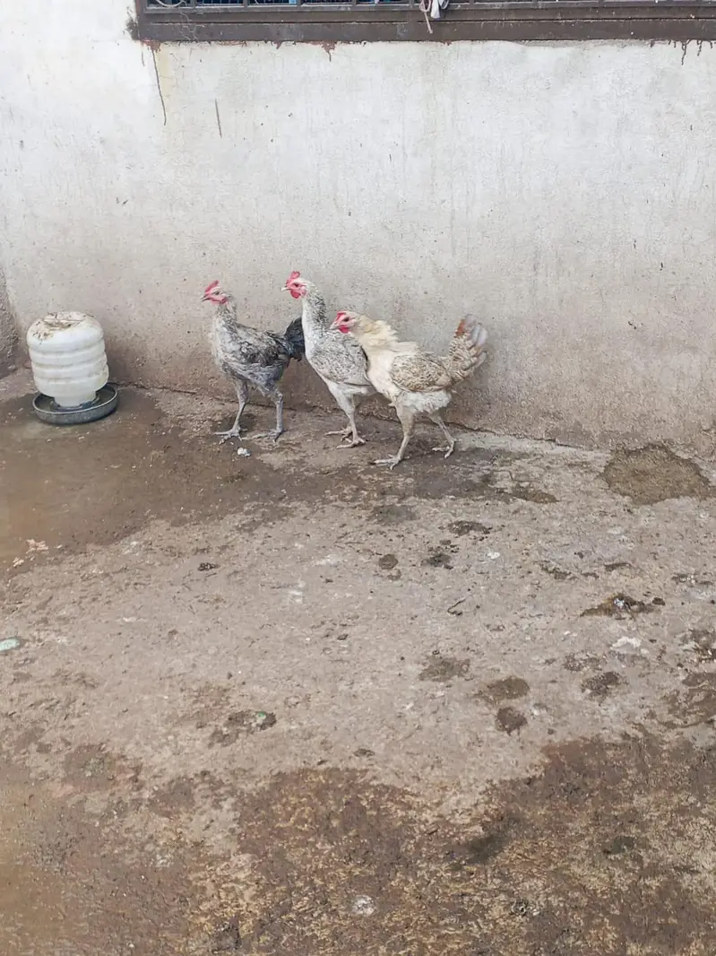 Misri 2 female 1 male — photo 12