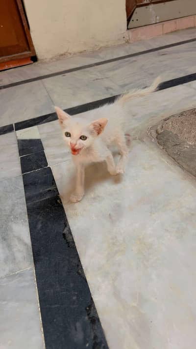 persion kitten for sale