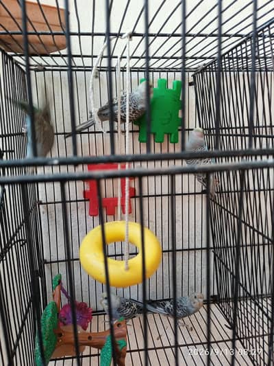 australian parrots