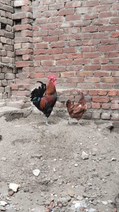 aseel hen
