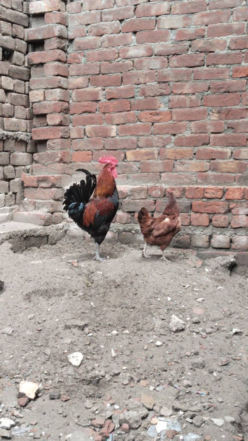 aseel hen 0