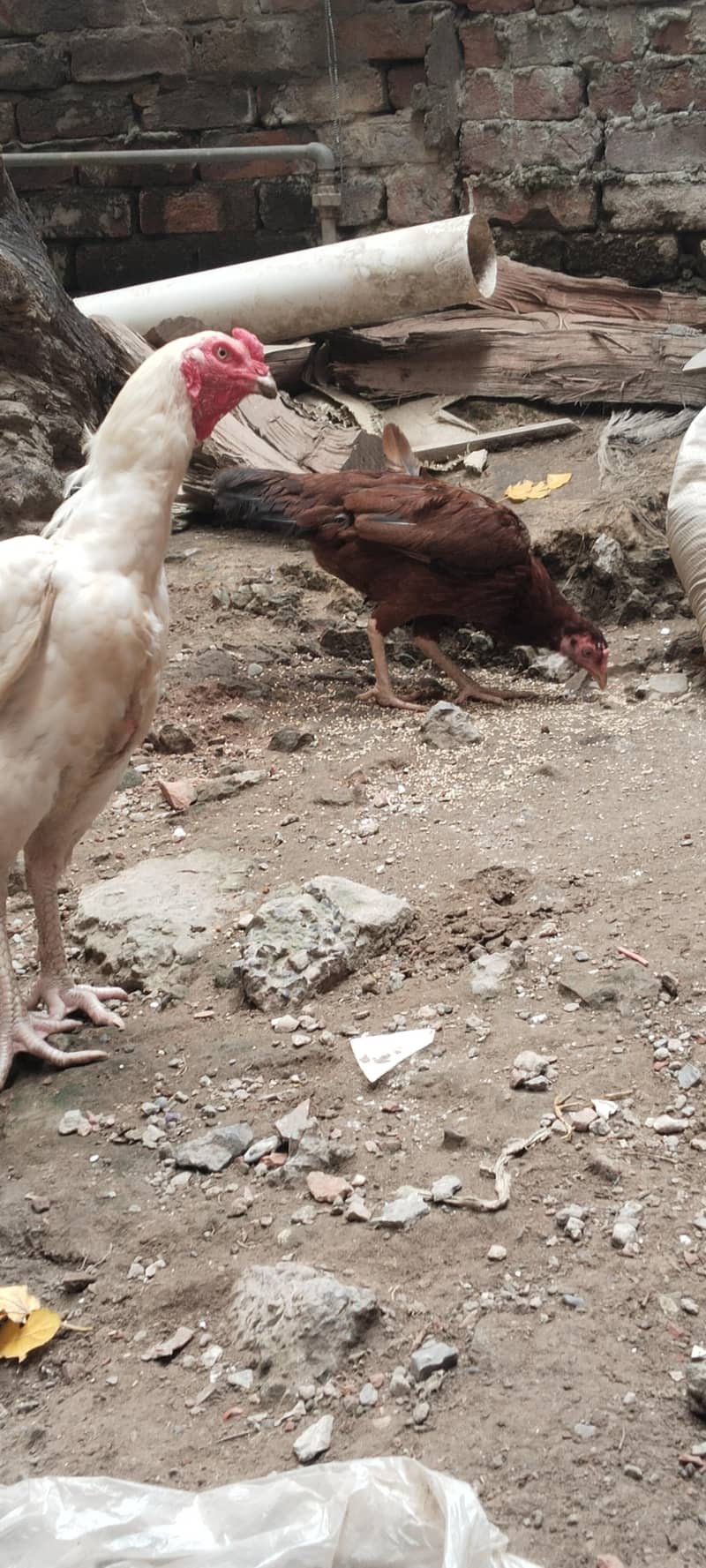 aseel hen 2
