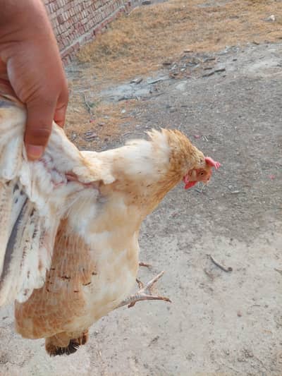 1000 par kg hen eggs date ha