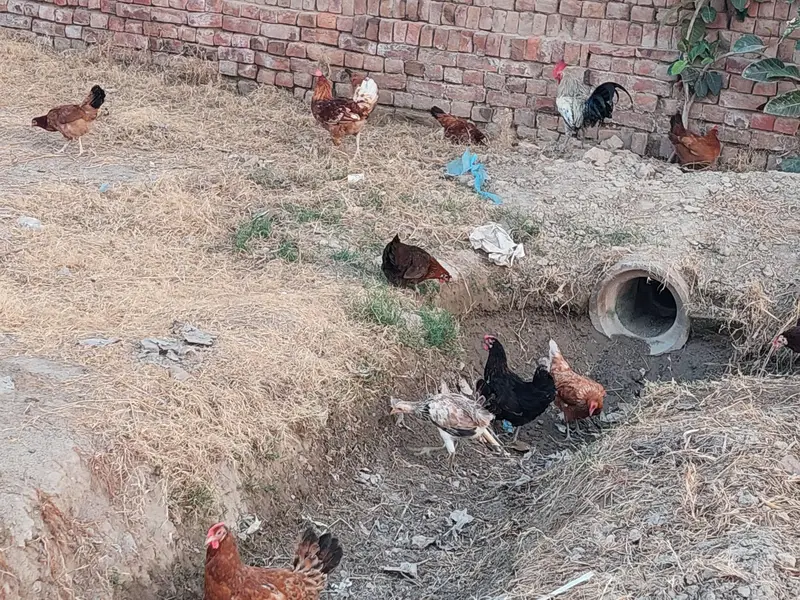 1000 par kg hen eggs date ha — photo 2