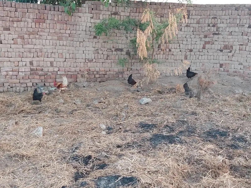 1000 par kg hen eggs date ha — photo 3