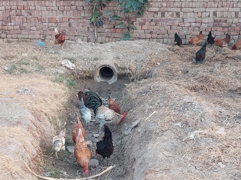 1000 par kg hen eggs date ha — photo 4