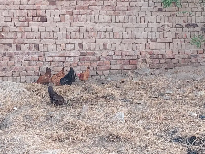1000 par kg hen eggs date ha — photo 5