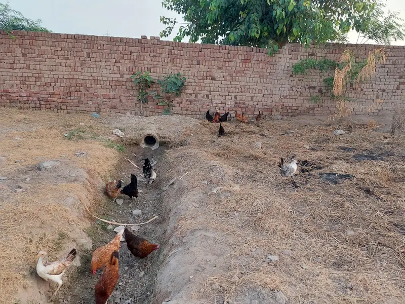 1000 par kg hen eggs date ha — photo 6