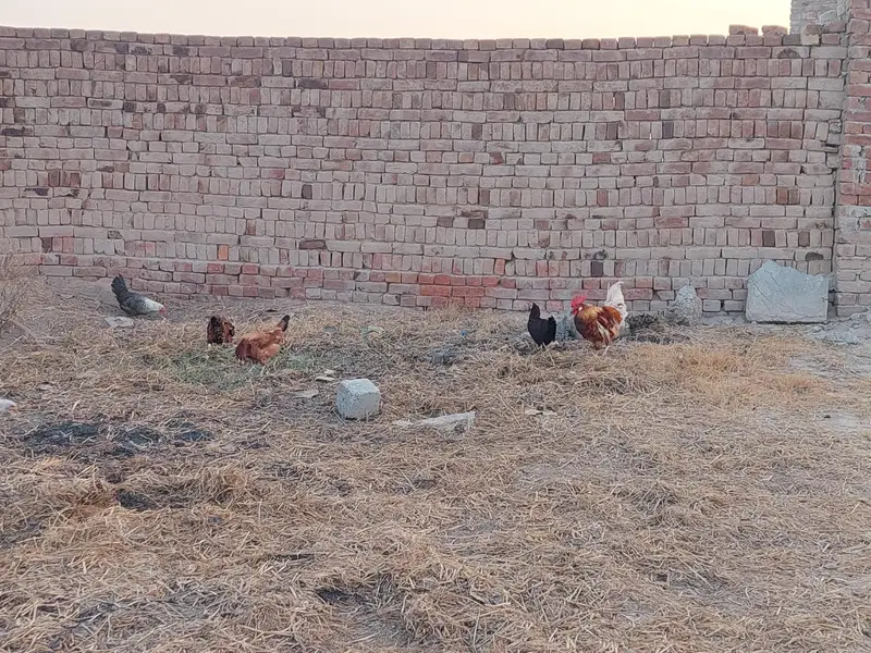 1000 par kg hen eggs date ha — photo 7