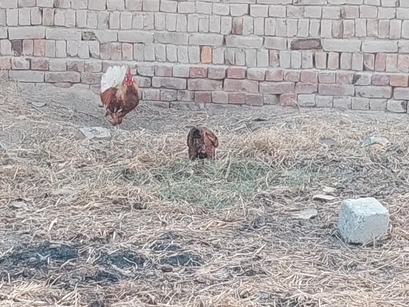 1000 par kg hen eggs date ha — photo 8