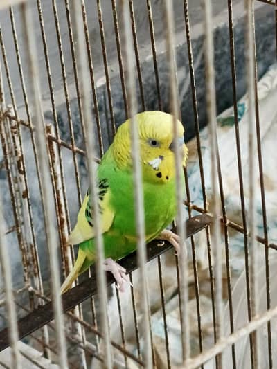 Australian parrot