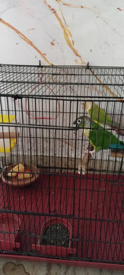 parrot pair