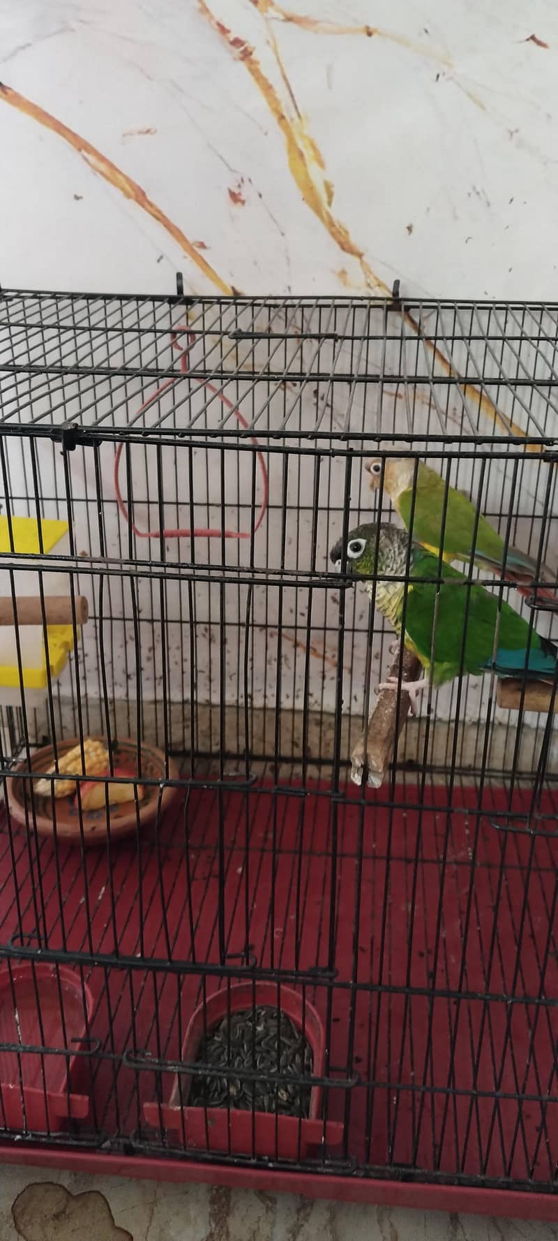 parrot pair 0