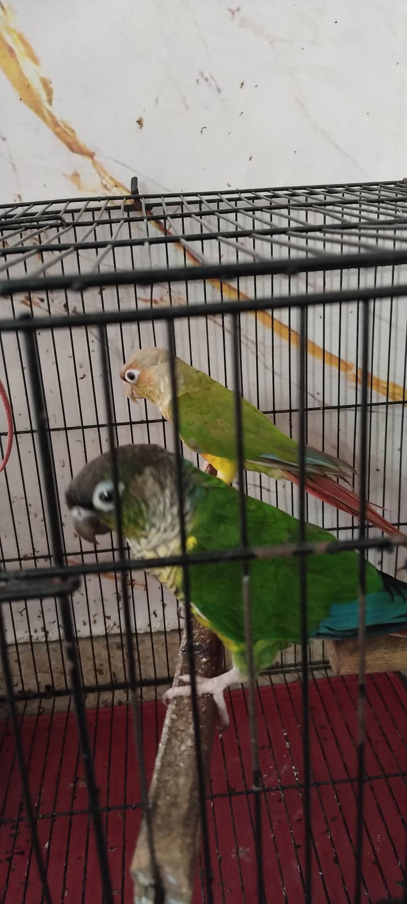 parrot pair 1