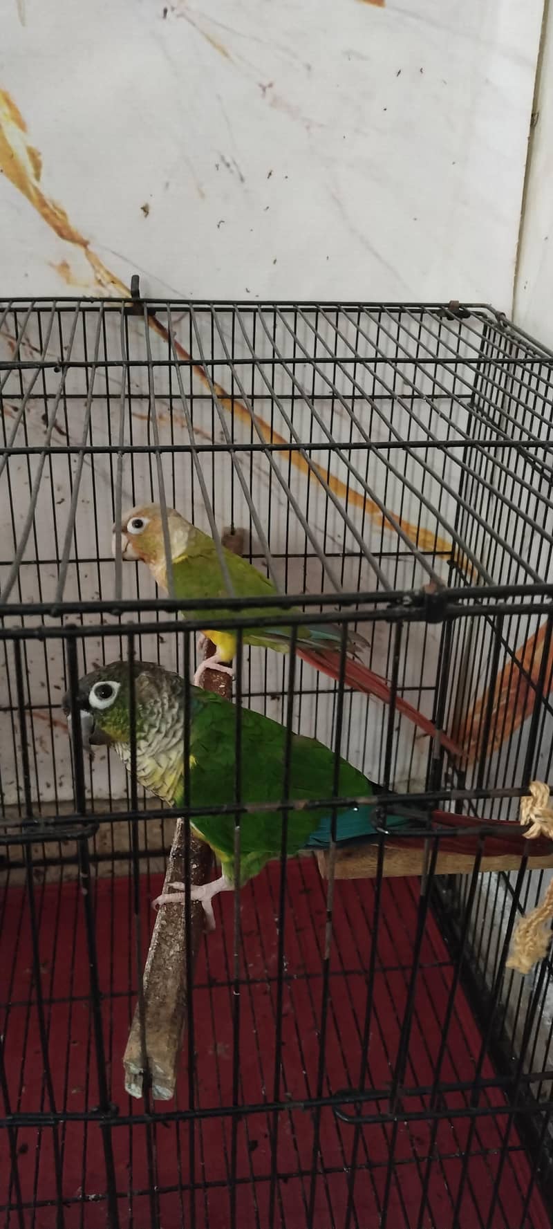 parrot pair 2