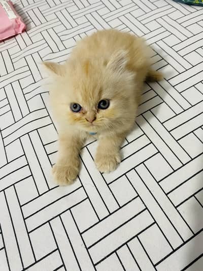 Kitten for sale