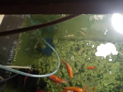 Aquarium