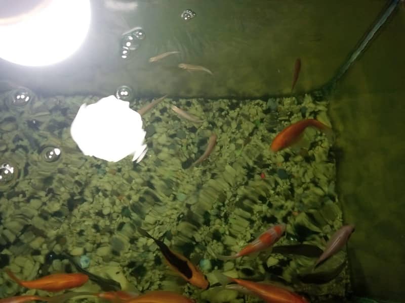 Aquarium 1