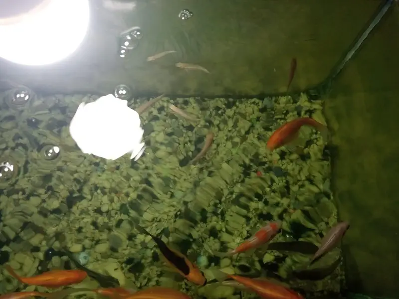 Aquarium — photo 2