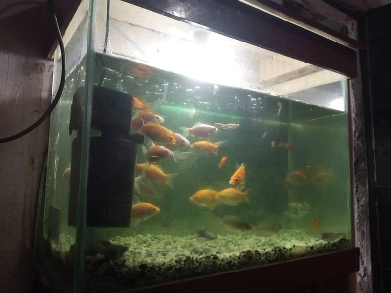 Aquarium 2