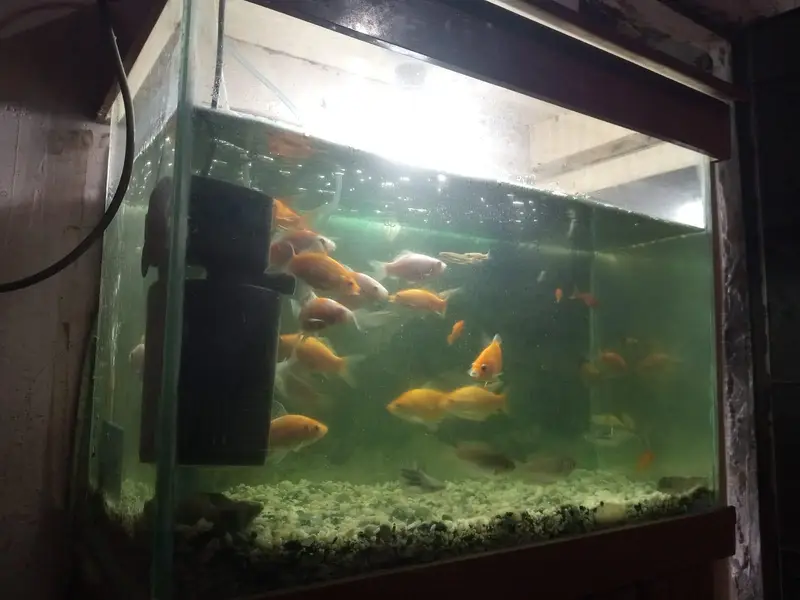 Aquarium — photo 3