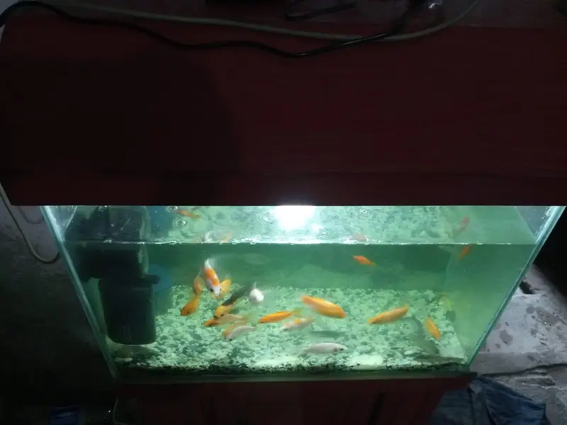 Aquarium — photo 5