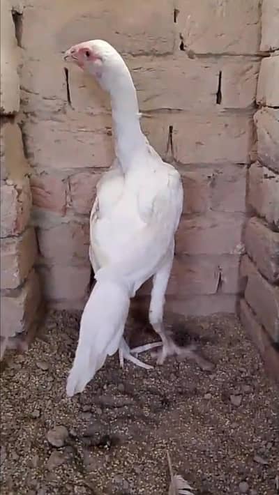 Paper White Hera Aseel young Pair