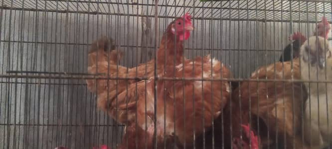 lohman brown/egg laying hens