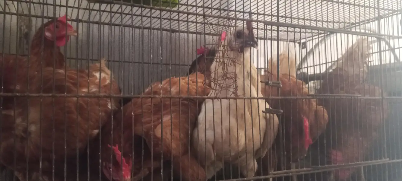 lohman brown/egg laying hens — photo 2