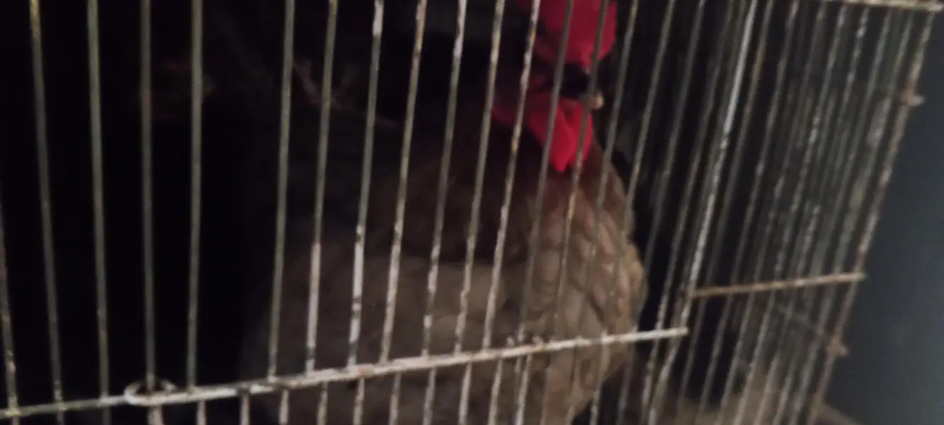 lohman brown/egg laying hens — photo 3