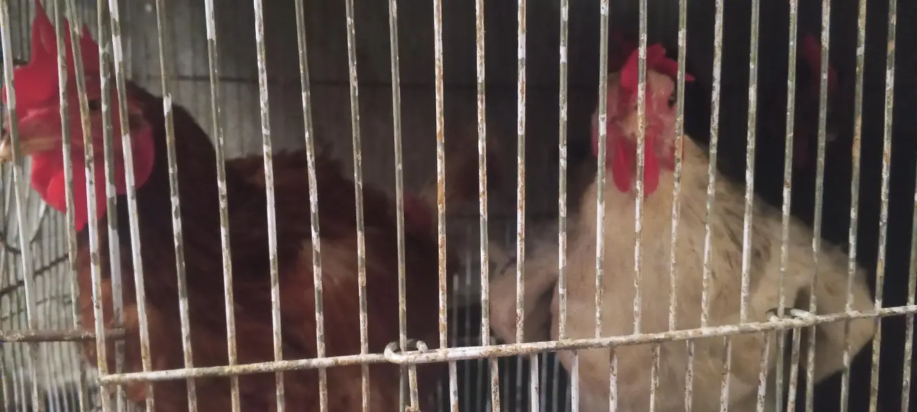 lohman brown/egg laying hens — photo 4