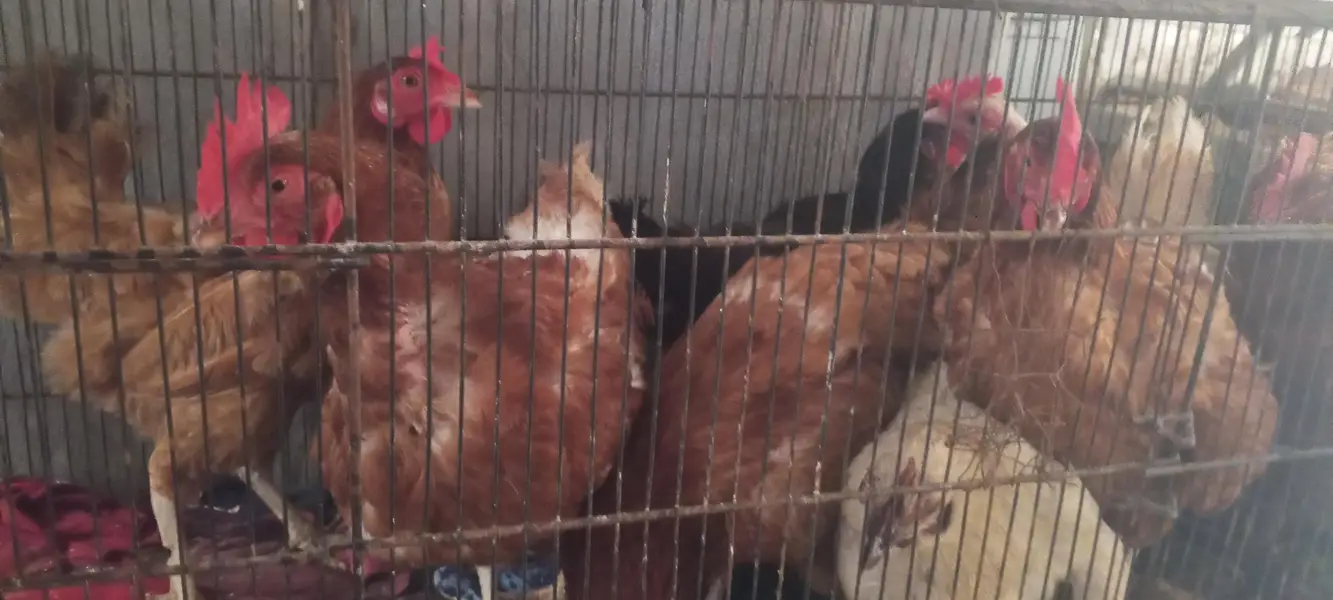 lohman brown/egg laying hens — photo 5
