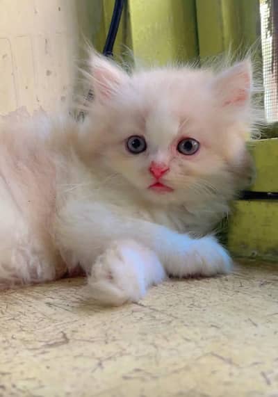 person cat for sale