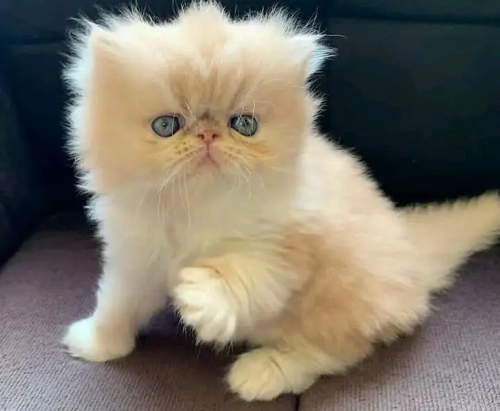 person cat for sale — photo 8