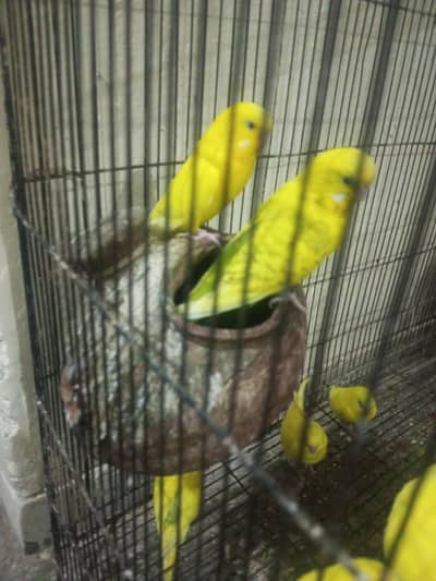 Parrots