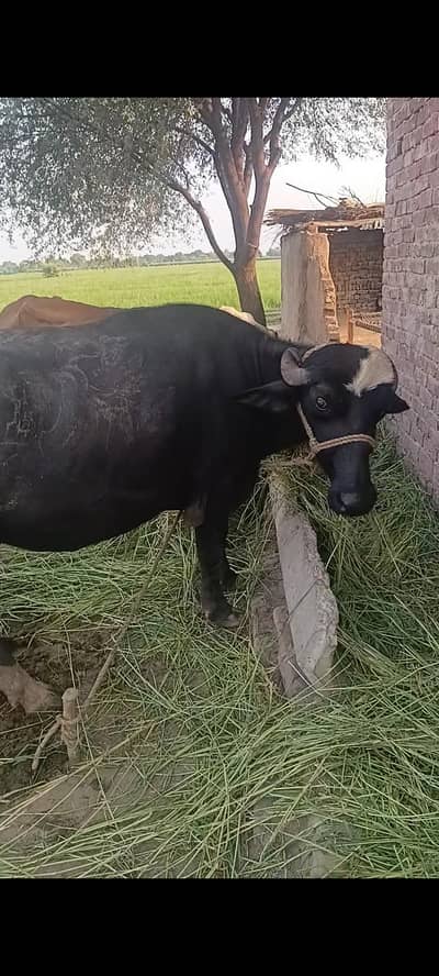 buffelow for Sale demand 450000 negositable