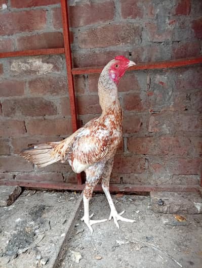 aseel hens