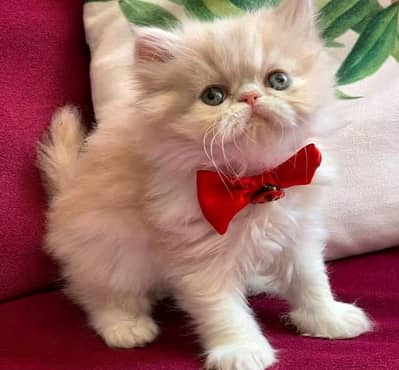 person cat for sale