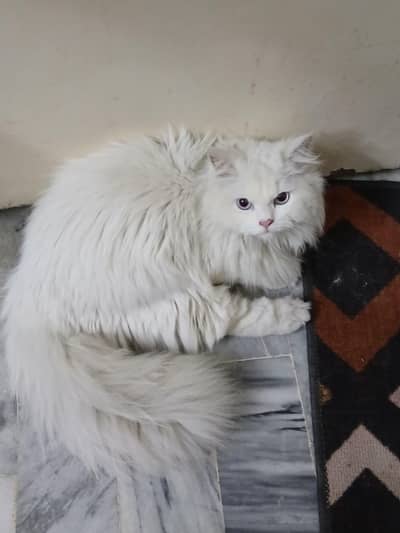 Female persian cat for sale