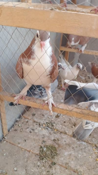 Some Peigons For sell Contact # 03036545180
