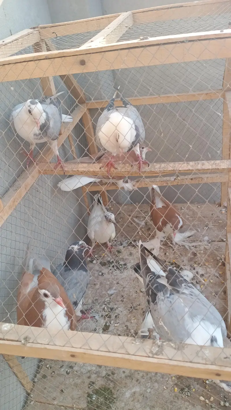 Some Peigons For sell Contact # 03036545180 — photo 2