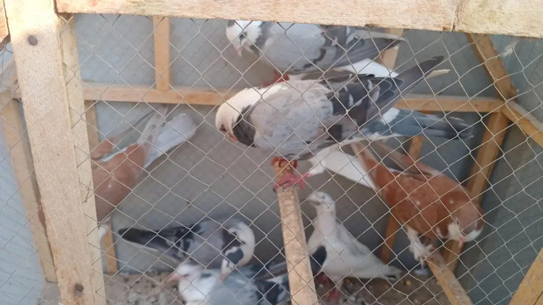 Some Peigons For sell Contact # 03036545180 — photo 3