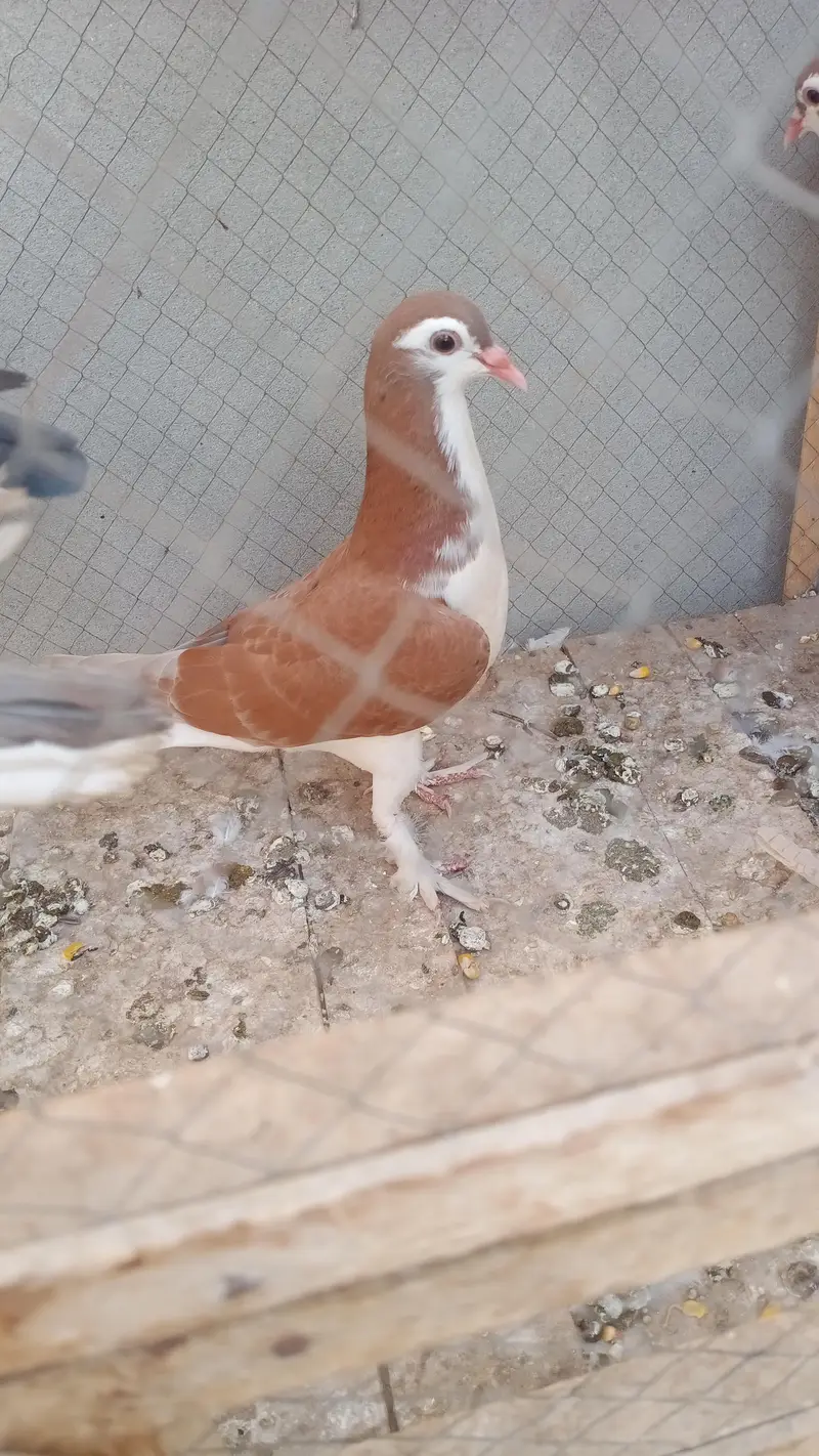 Some Peigons For sell Contact # 03036545180 — photo 4