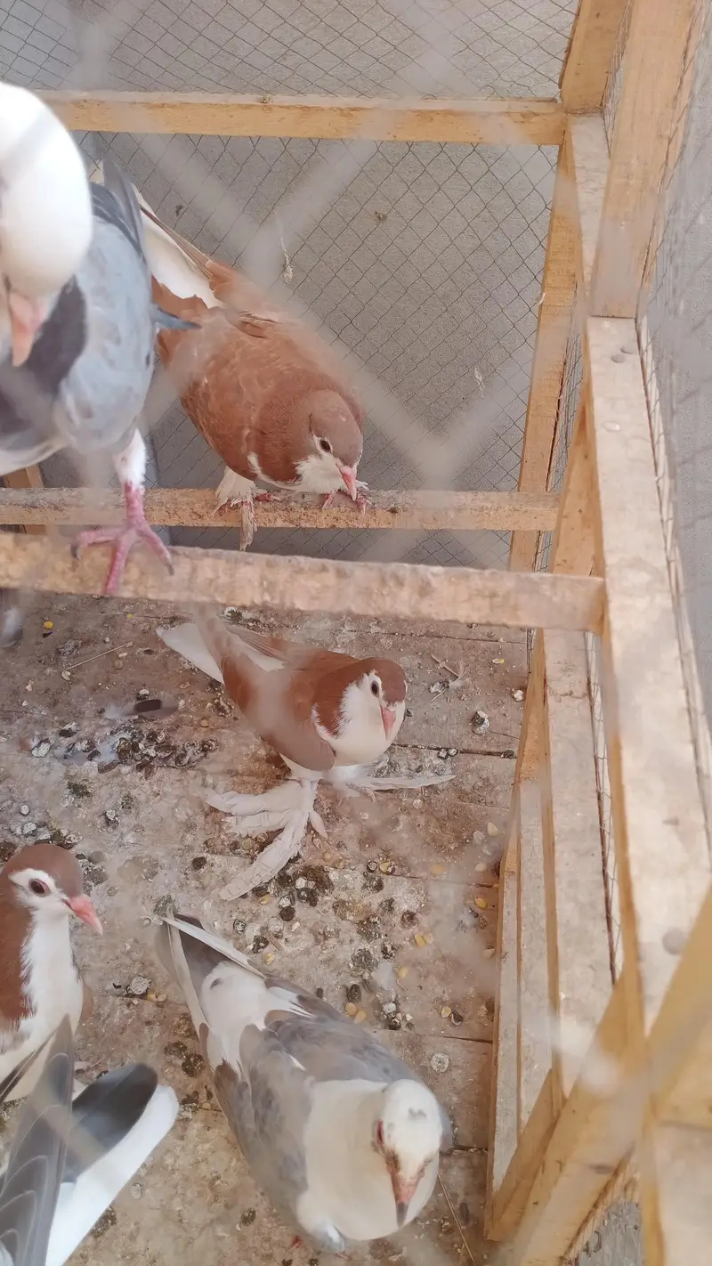 Some Peigons For sell Contact # 03036545180 — photo 5