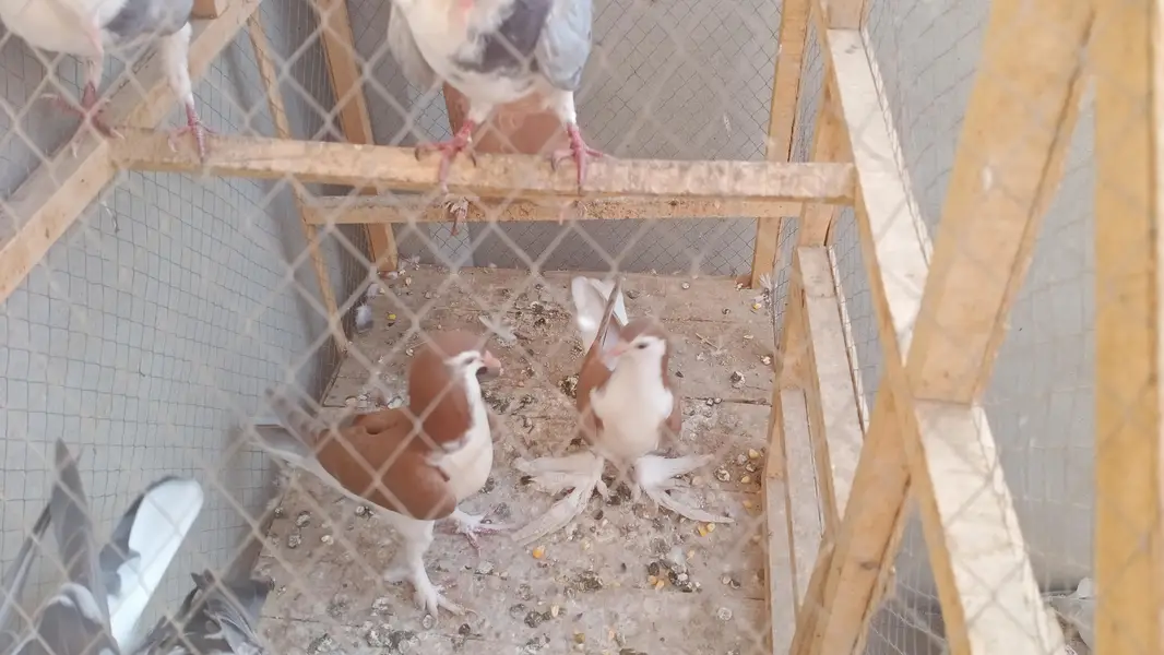 Some Peigons For sell Contact # 03036545180 — photo 6